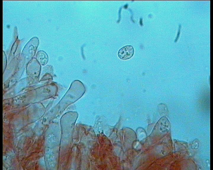Pseudoclitocybe obbata    (Fr.)     Singer